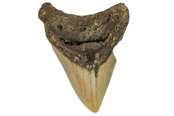 Bargain, Fossil Megalodon Tooth - North Carolina #190649